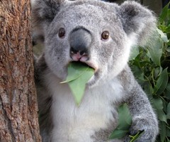 shocked-koala-1327101260_thumb
